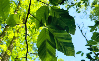 JoyDew and Friends of Princeton Open Space Launch GIS Partnership to Advance Forest Conservation and Workforce Development