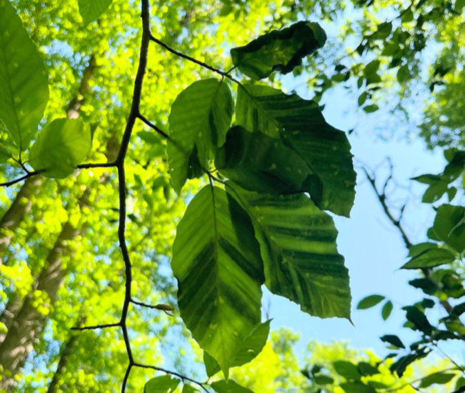 JoyDew and Friends of Princeton Open Space Launch GIS Partnership to Advance Forest Conservation and Workforce Development for Autistic Adults